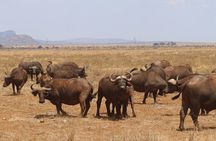 Nairobi 4 Day Tsavo East Amboseli Salt Lick Private Safari