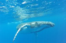 Whales in Tahiti