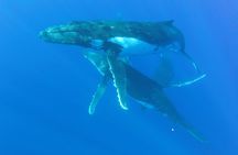 Whales in Tahiti