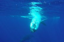 Whales in Tahiti