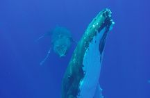 Whales in Tahiti