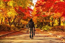 Seoul Vicinity 5 in 1: Nami Island, Garden of Morning Calm & More