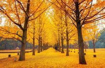 Nami Island Full Day Trip with opt Gangchon Rail Bike from Seoul