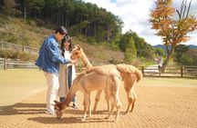 Alpaca World, Nami Island, Optional Railbike Day Trip from Seoul