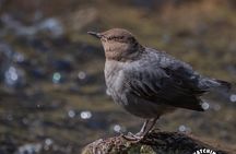 Bird watching in the Iztaccíhuatl-Popocatépetl from CDMX
