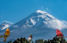 Bird watching in the Iztaccíhuatl-Popocatépetl from CDMX