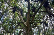 Urban Jungles - Hidden Nature Walks in Auckland