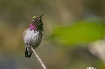 Bird watching in Mexico City, half day