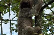 Sloth, Coffee & Chocolate Experience with Waterfall Swimming