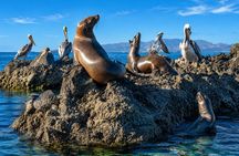 Isla Espiritu Santo, Balandra and Sea Lions All Inclusive