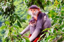 Son Tra Monkey Tour: Spot Red-Shanked Douc & Sightseeings Private