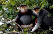 Son Tra Monkey Tour: Spot Red-Shanked Douc & Sightseeings Private
