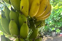 Guanacaste Tropical Farm Tour with Handcrafted Chip Tasting