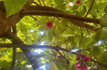 Guanacaste Tropical Farm Tour with Handcrafted Chip Tasting