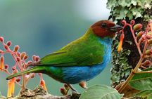 Barú National Aviary and Playa Blanca Tour with Lunch