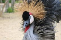 Barú National Aviary and Playa Blanca Tour with Lunch