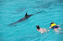 Luxury Private Speedboat El Gouna Dolphins Bayoud Island