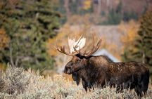 Moraine Lake Louise & Icefields Parkway Small Group Tour-12 spots