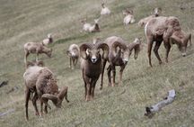 Moraine Lake Louise & Icefields Parkway Small Group Tour-12 spots