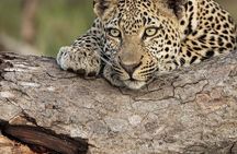 2-Day Zanzibar–Mikumi Private Flight Safari+masai+Night game optn