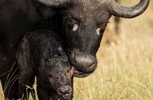 2-Day Zanzibar–Mikumi Private Flight Safari+masai+Night game optn