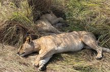 2-Day Zanzibar–Mikumi Private Flight Safari+masai+Night game optn