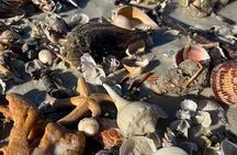 Guided Shelling Adventure in the Ten Thousand Islands