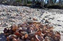 Guided Shelling Adventure in the Ten Thousand Islands