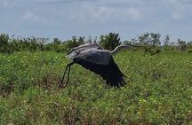 1-Hour Private Airboat Tour in Kissimmee
