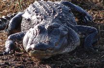 1-Hour Private Airboat Tour in Kissimmee