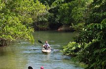 Phuket Mangrove Kayak Eco Tour at Thalang