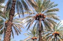 Shared Nizwa and Jebel Akhdar Tour from Muscat