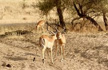 3 Day Classic Safari Tarangire and Manyara and Ngorongoro Crater