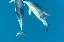 Benalmadena dolphin watching on snorkel boat and drinks