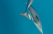 Benalmadena dolphin watching on snorkel boat and drinks