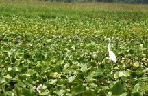1-Hour Shared Airboat Tour in Kissimmee