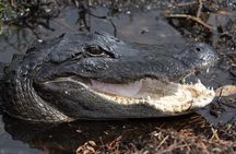 1-Hour Shared Airboat Tour in Kissimmee