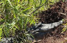 90-Minute Private Airboat Tour in Kissimmee