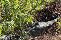 90-Minute Shared Airboat Tour in Kissimmee