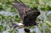 90-Minute Shared Airboat Tour in Kissimmee
