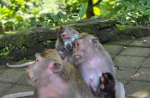 Bali Ubud Activities Tour