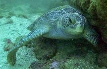 Marietas Islands 2-Tank Scuba Diving Sayulita & Riviera Nayarit