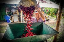 Coffee Region Hidden Gems: Coffee Farm, Pijao & Buenavista