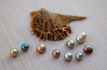 La Paz: Pearl Farm Experience and shop