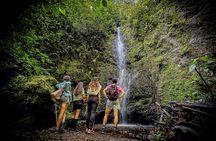 Howler Monkey Experience: Nature, Filandia & Local Flavors