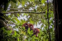 Howler Monkey Experience: Nature, Filandia & Local Flavors