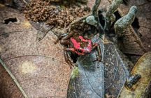 Howler Monkey Experience: Nature, Filandia & Local Flavors