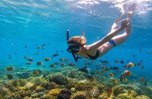 Lovina Dolphin Swim & Snorkel Sunrise with Scenic Viewpoints