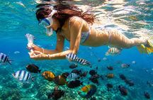 Lovina Dolphin Swim & Snorkel Sunrise with Scenic Viewpoints