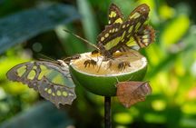Official Vallarta Botanical Garden Tour with a Biologist